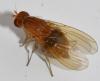 Sapromyzosoma quadricincta